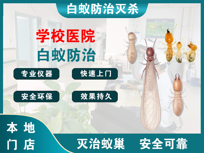 邗江区学校医院白蚁防治