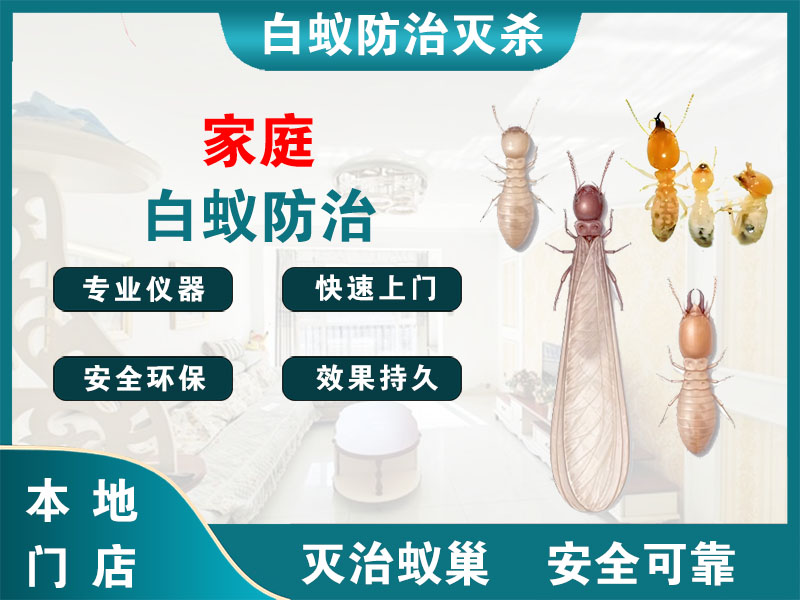 邗江区家庭白蚁防治