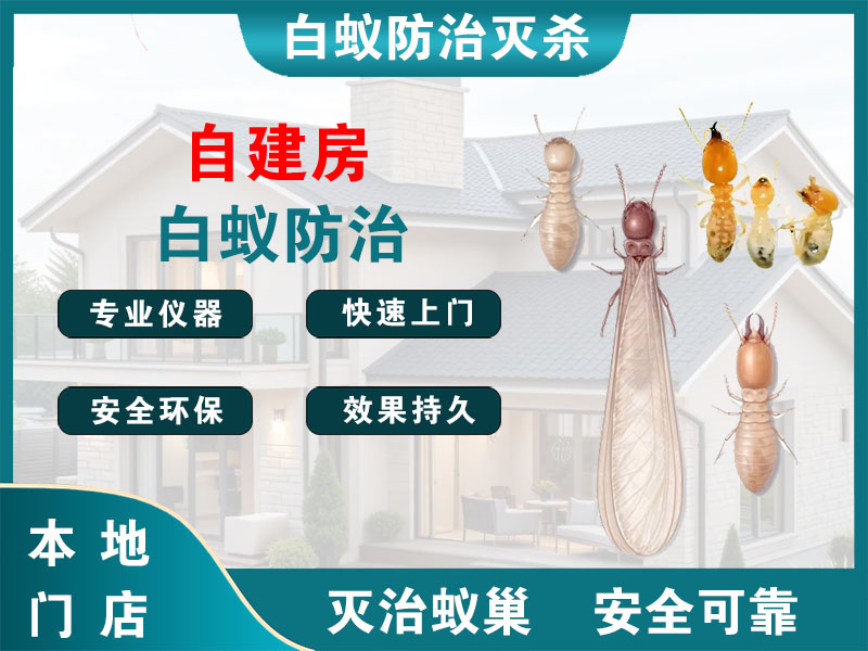 邗江区自建房白蚁防治
